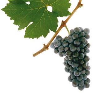 st laurent grapes